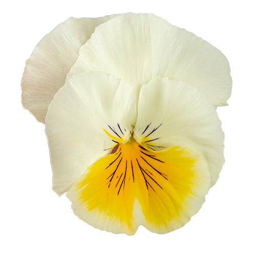 Viola wittrockiana F₁ Highflyer™ White | Benary